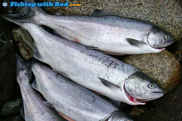 These fresh jack chinook salmon can look very similar to adult coho salmon These fresh jack chinook salmon can look very similar to adult coho salmon