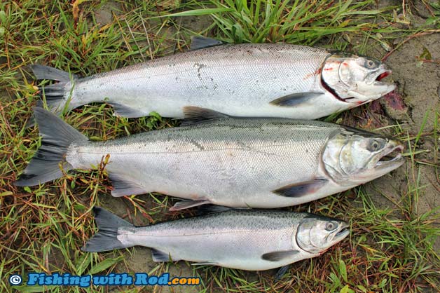 Two adult coho salmon and a jack coho salmon Two adult coho salmon and a jack coho salmon