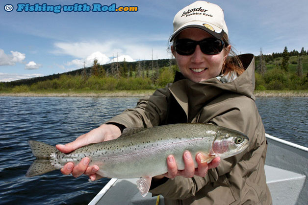 Beautiful rainbow trout in a BC lake. Beautiful rainbow trout in a BC lake.