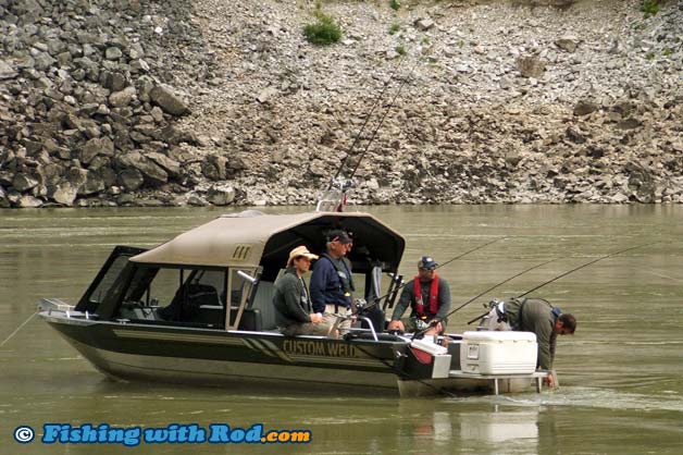 Fraser River white sturgeon fishing from a jet boat. Fraser River white sturgeon fishing from a jet boat.