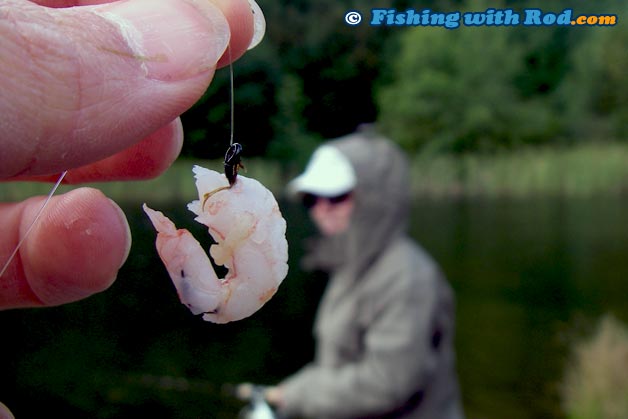 Deli shrimp that is threaded onto a hook is a good bait for rainbow trout Deli shrimp that is threaded onto a hook is a good bait for rainbow trout