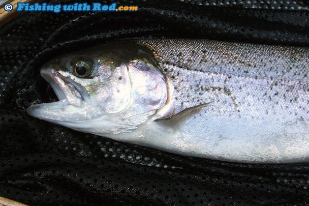Stocked rainbow trout can be found in lakes near Vancouver from March to November Stocked rainbow trout can be found in lakes near Vancouver from March to November