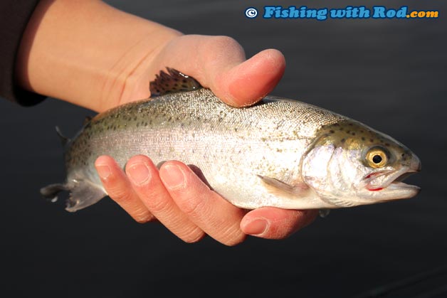 A catchable rainbow trout from a Lower Mainland lake A catchable rainbow trout from a Lower Mainland lake