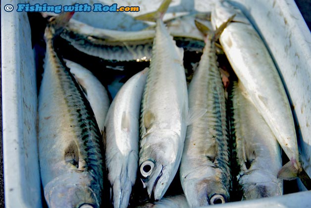 Chub mackerel in Ucluelet Chub mackerel in Ucluelet