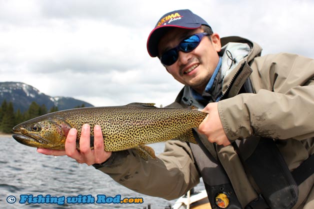 Cutthroat trout at Alta Lake Whistler Cutthroat trout at Alta Lake Whistler