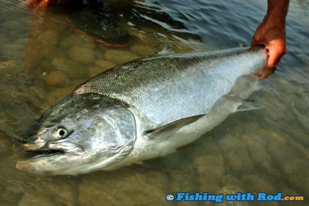 Fraser River chinook salmon caught by bar fishing Fraser River chinook salmon caught by bar fishing