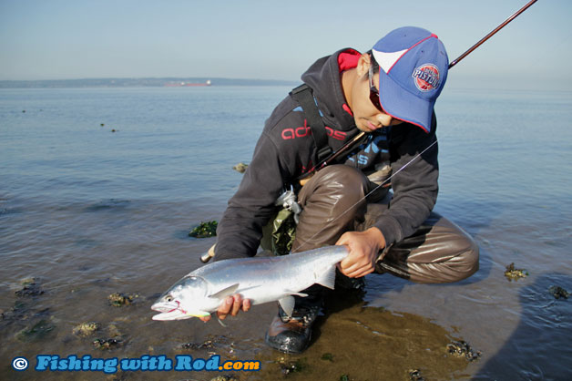 Fresh pink salmon from the beach Fresh pink salmon from the beach