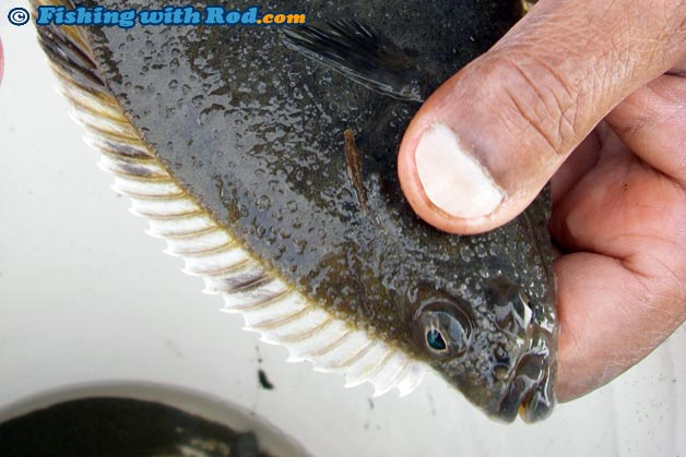 Starry flounder from Vancouver Starry flounder from Vancouver