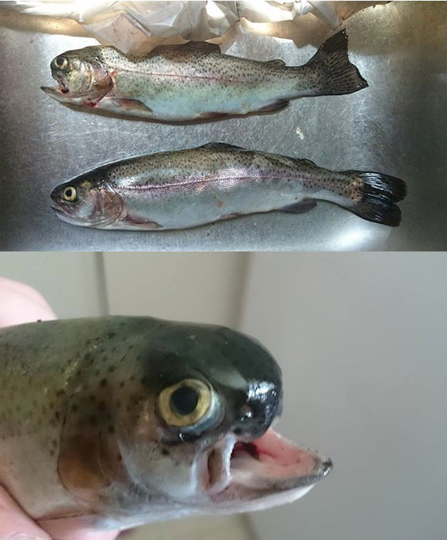 A trout with a cleft lip A trout with a cleft lip