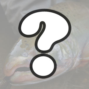 Mystery fish contest Mystery fish contest