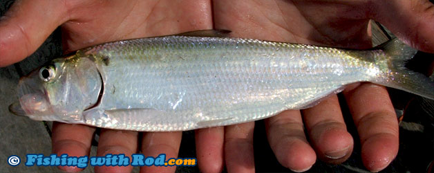 American shad American shad