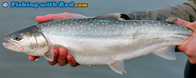 Bull trout Bull trout