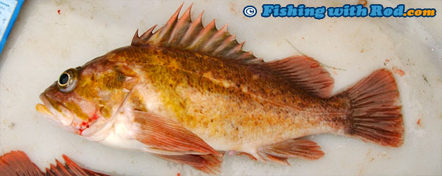 Copper rockfish Copper rockfish