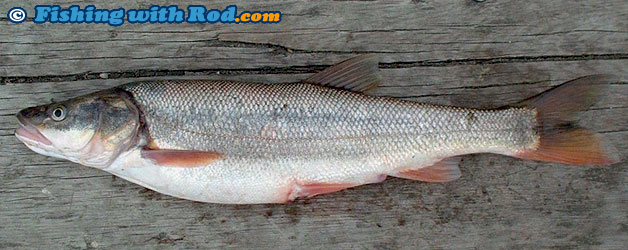 Northern pikeminnow Northern pikeminnow