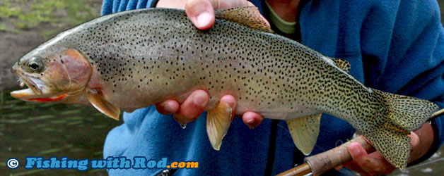 Westslope cutthroat trout Westslope cutthroat trout