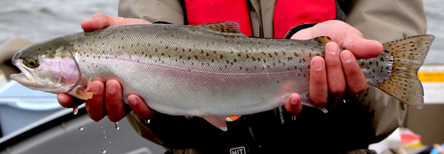 Tunkwa Lake rainbow trout Tunkwa Lake rainbow trout
