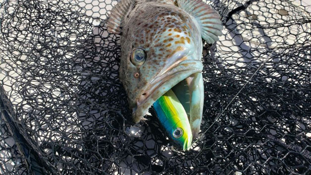 Gulf Island lingcod fishing Gulf Island lingcod fishing