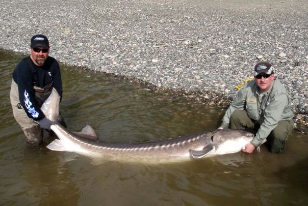 Fraser River sturgeon fishing in spring Fraser River sturgeon fishing in spring