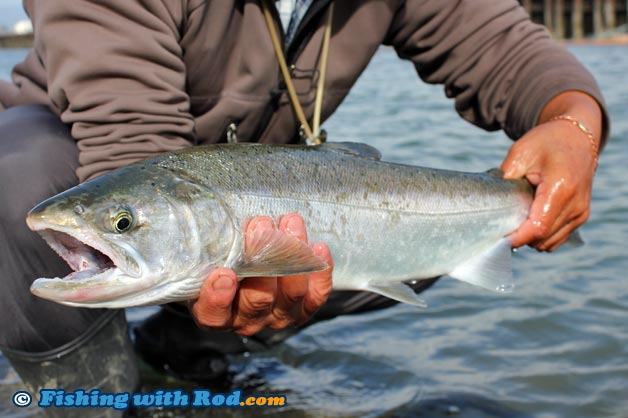 Fraser River coho salmon are required to be released during migration period of Interior steelhead and coho salmon. Fraser River coho salmon are required to be released during migration period of Interior steelhead and coho salmon.