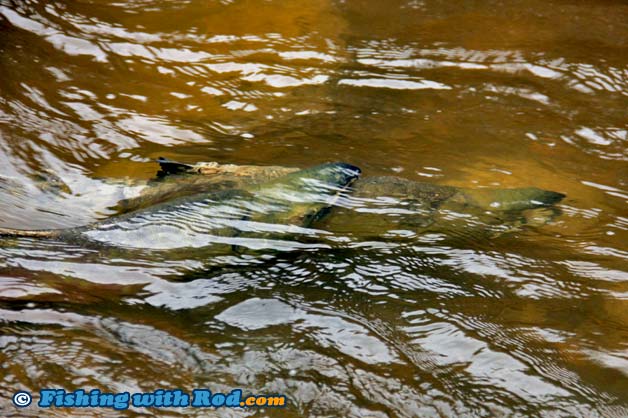 Spawning chum salmon Spawning chum salmon