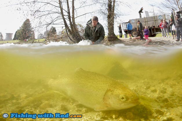 Lower Mainland BC urban lake trout stocking program Lower Mainland BC urban lake trout stocking program