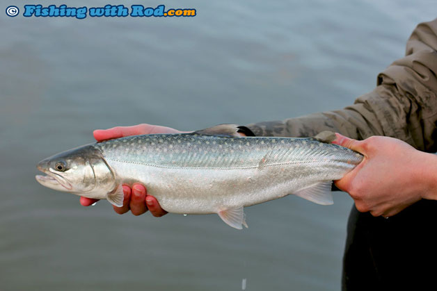 South Coast British Columbia bull trout South Coast British Columbia bull trout